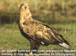 Seeadler im Drömling